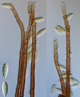 Jeden název, sedm druhů: vědci odhalili chyby v určení hub ze světových sbírek